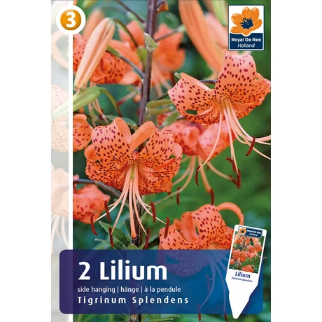 Vh08313 Liliom Tiger Side-Hanging Tigrinum Splendens 2db/cs