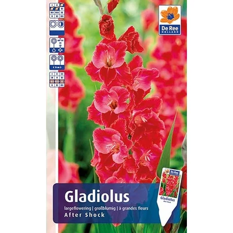 Vh Rackbox Gladiolus Largeflowering After Shock