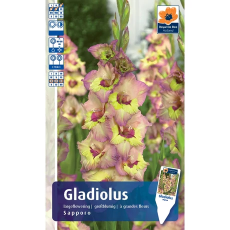 Vh Rackbox Gladiolus Largeflowering Saporro