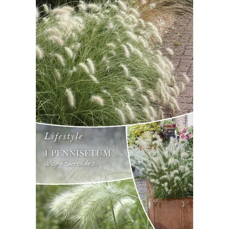 Vh10304 Ornametal Grasses Pennisetum alopecuroides