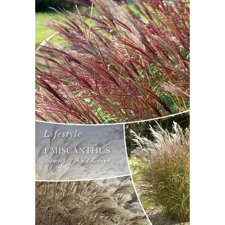 Vh10303 Ornametal Grasses Mischantus sinensis Red Chief