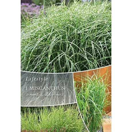 Vh010306 Ornametal Grasses Mischantus sinensis Zebrinus