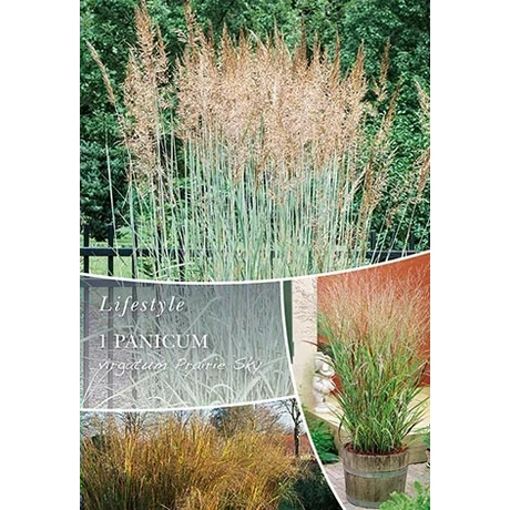 Vh10305 Ornametal Grasses Panicum virgatum Prairie Sky