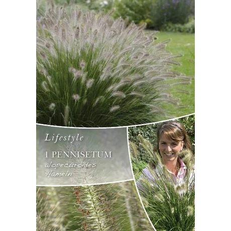 Vh10302 Ornametal Grasses Pennisetum alopecuroides Hameln