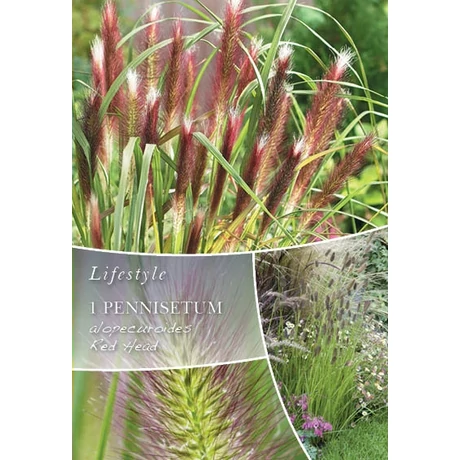 Vh10301 Ornametal Grasses Pennisetum alopecuroides Red Head