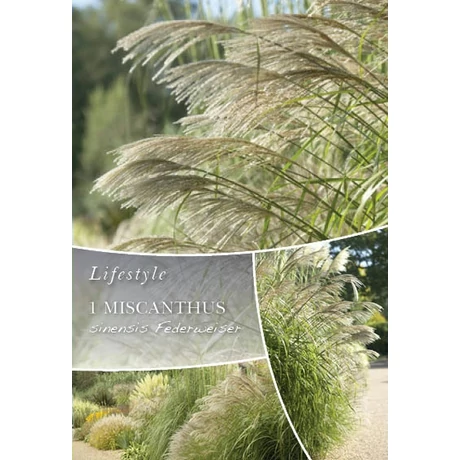 Vh10300 Ornametal Grasses Miscanthus sinensis Federweiser