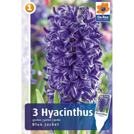 Vh 16207 Hyacinthus Blue Jacket 3db/cs 15/16