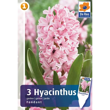 Vh 16211 Hyacinthus Fondant 3db/cs 15/16