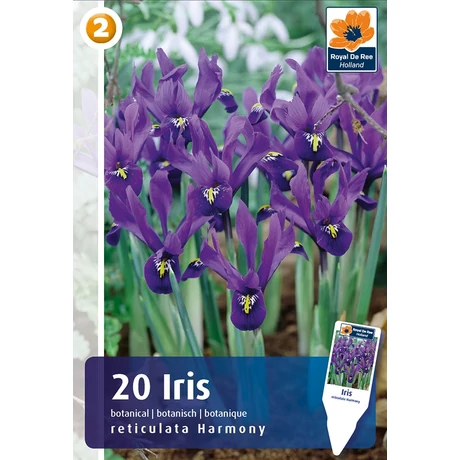 Vh 16421  Iris Reticulata Harmony 20db/cs 5/6