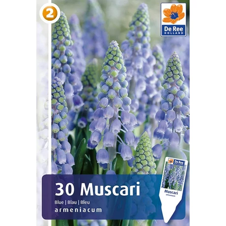 Vh 16427  Muscari Armeniacum Blue 30db/cs 7/8