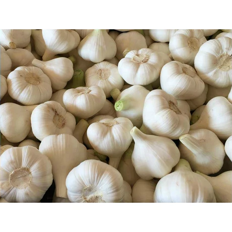 Fokhagyma makói Allium sativum 4+ 5kg/zsák