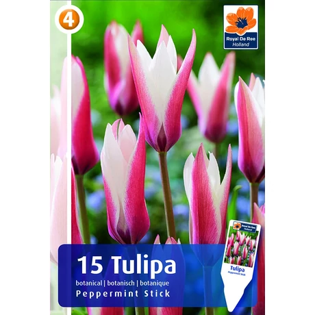 Vh16216 Tulipán Botanical Peppermint Stick 15db/csom