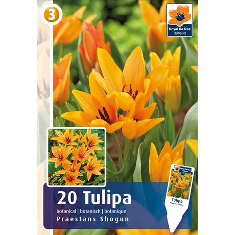 Vh 16215 Tulipa Botanical Praestans Shogun 20db/cs 8/9