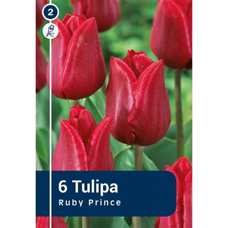 Vh 16217 Tulipa Single early Ruby Prince 6db/cs 11/12