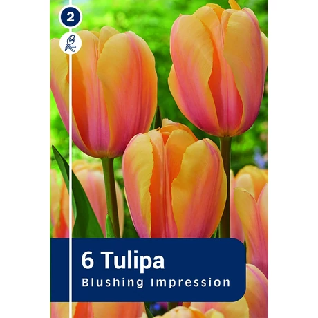 Vh 16223 Tulipa Darwin hybride Blushing Impression 6db/cs 11/12