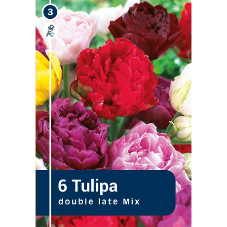 Vh 16225 Tulipa Double late Double Late mix 6db/cs 11/12