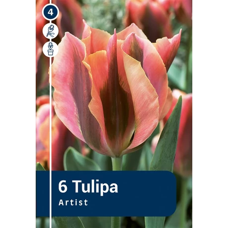 Vh 16227 Tulipa Viridiflora Artist 6db/cs 11/12