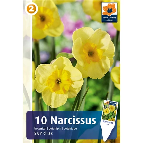 Vh 16228 Narcissus Botanical Sundisc 10db/cs 10/12