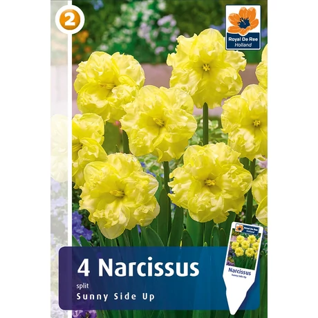 Vh 16230 Narcissus Orchid Sunnyside up 4db/cs 12/14