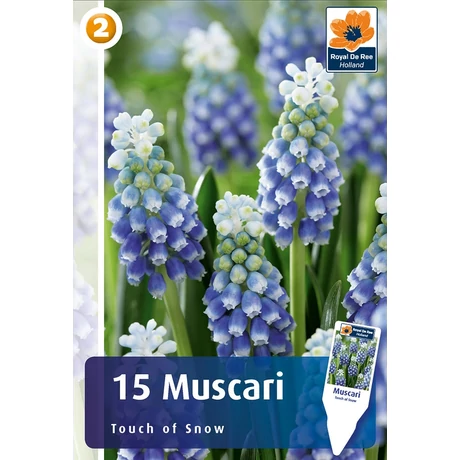 Vh16232 Muscari Muscari Touch of Snow 15db/cs