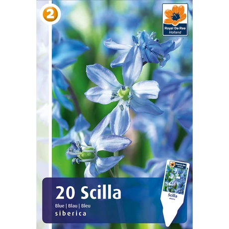 Vh 16433  Scilla Siberica 20db/cs 7/8