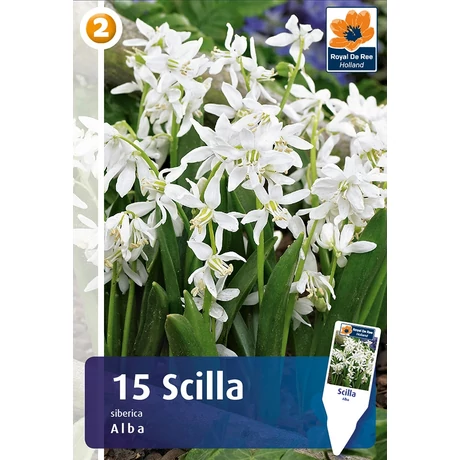 Vh 16862  Scilla siberica Alba 15db/cs 7/8