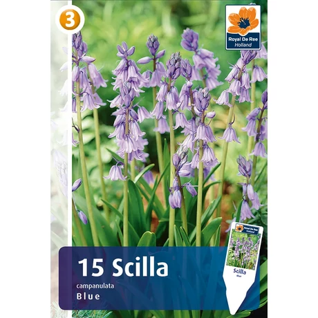 Vh 16865  Scilla campanulata blue 15db/cs 7/8