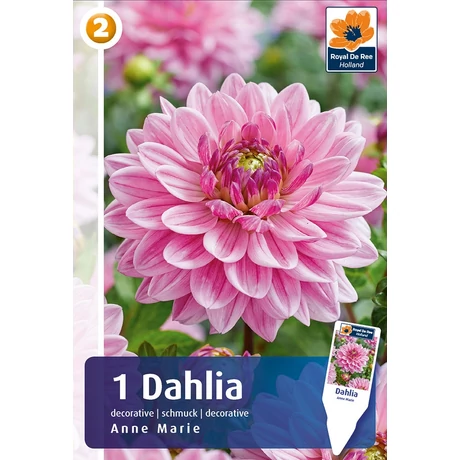 Vh08457 Dahlia Anne Marie 1db/cs