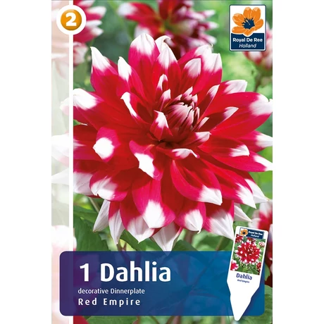 Vh08458 Dahlia Red Empire 1 db/cs