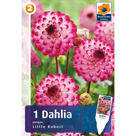Vh08464 Dahlia Little Robert 1db/cs