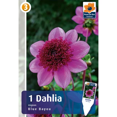 Vh08465 Dahlia Blue Bayou 1db/cs