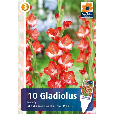 Vh08470 Gladiolus Mademoiselle de Paris 10 db/cs