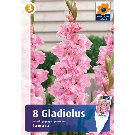Vh08475 Gladiolus Samara 8db/cs