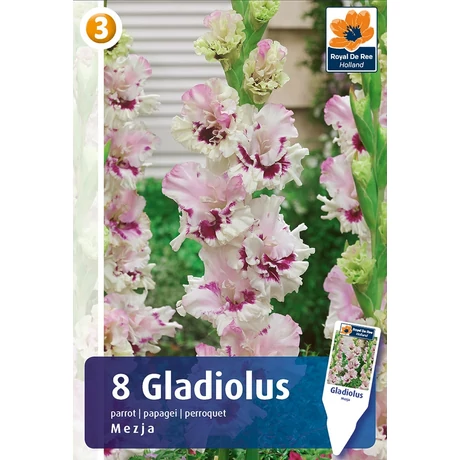 Vh08476 Gladiolus Mezja 8 db/cs