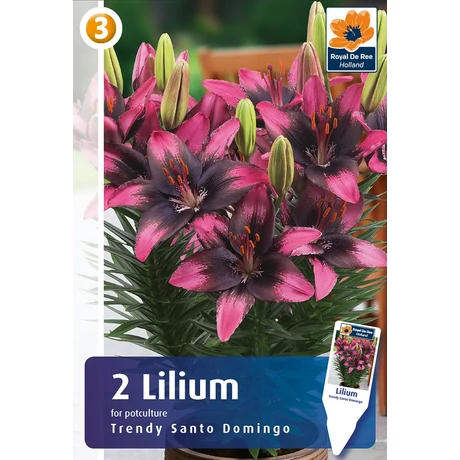 Vh08484 Liliom Trendy Santo Domingo 2db/cs