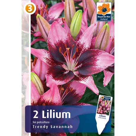 Vh08486 Liliom Trendy Savannah 2db/cs