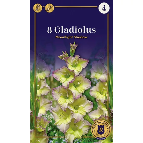 Vh08655 Gladiolus Supreme Moonlight Shadow 8 db/cs