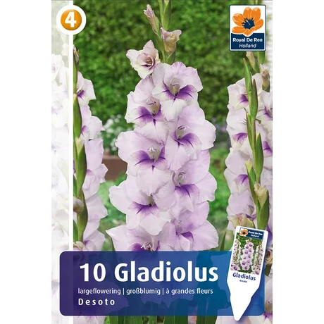 Vh08466 Gladiolus Desoto 10 db/cs