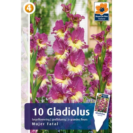 Vh08469 Gladiolus Mujer Fatal 10 db/cs