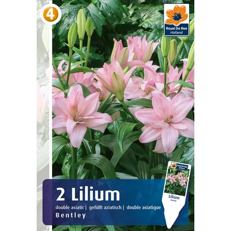 Vh08478 Liliom Double Asiatic Bentley 2db/cs