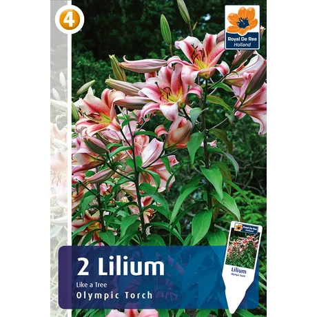 Vh08487 Liliom Olympic Torch 2db/cs