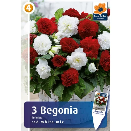 Vh08493 Begonia Fimbriata Red/White 3db/cs