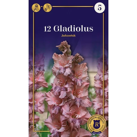 Vh08656 Gladiolus Jakoetsk 12 db/cs