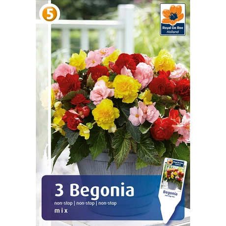 Vh08492 Begonia non stop mix 3 db/cs