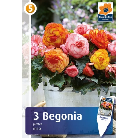 Vh08494 Begonia Picotee Mix 3db/cs
