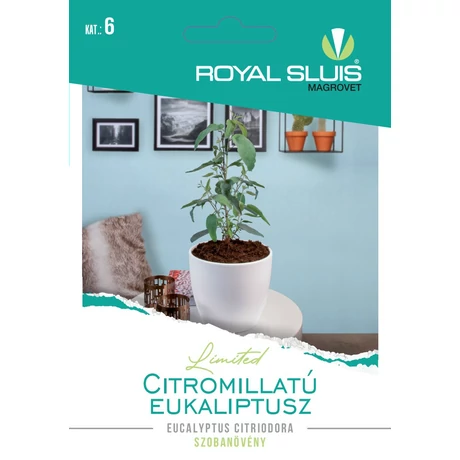 R Virág Citromillatú eukaliptusz 10szem