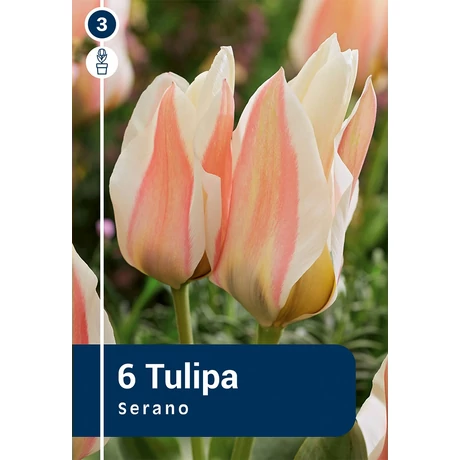 Vh 16242 Tulipa Greigii Serano 6db/cs 11/12