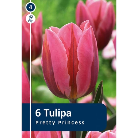 Vh 16244 Tulipa rembrandt Pretty Princess 6db/cs 11/12
