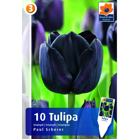 Vh16246 Tulipán Triumph Paul Scherer 10db/csom