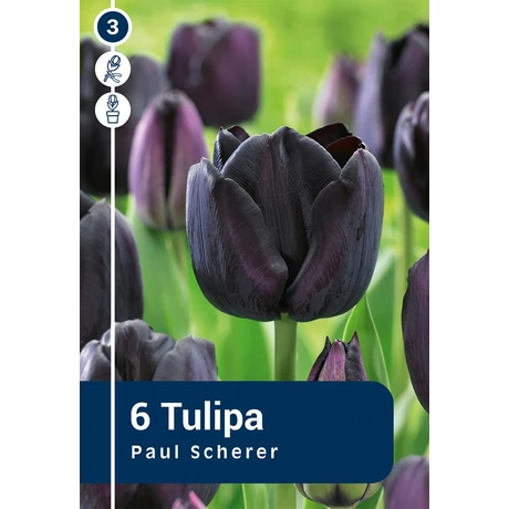 Vh 16246 Tulipa Triumph Paul Scherer 6db/cs 11/12